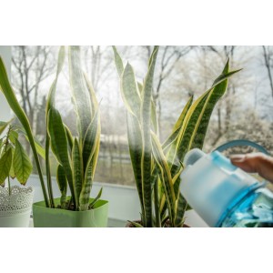 Flacon avec sprinkler SPRAY 600 ml